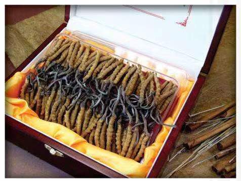 铁力冬虫夏草回收